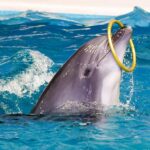 Dolphin Show Regular Entry Ticket with Pickup and Drop Off