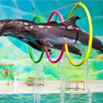 Dolphin Show VIP Entry Ticket with Pickup and Drop Off